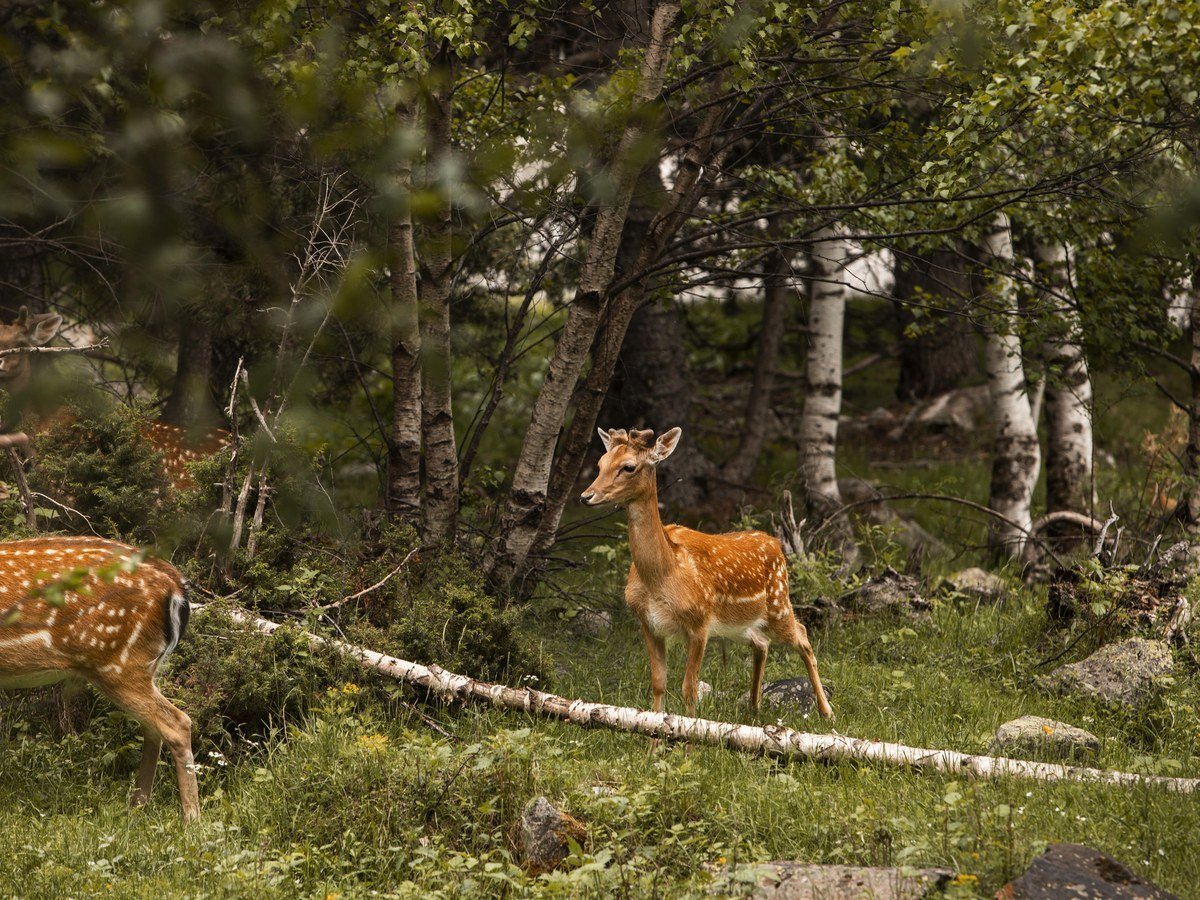 Wildlife in the forest sanctuary